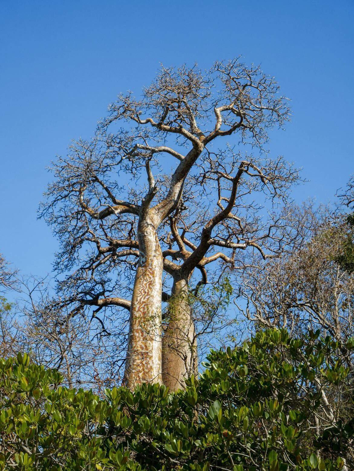 Baobab centenaire de la baie de Moramba