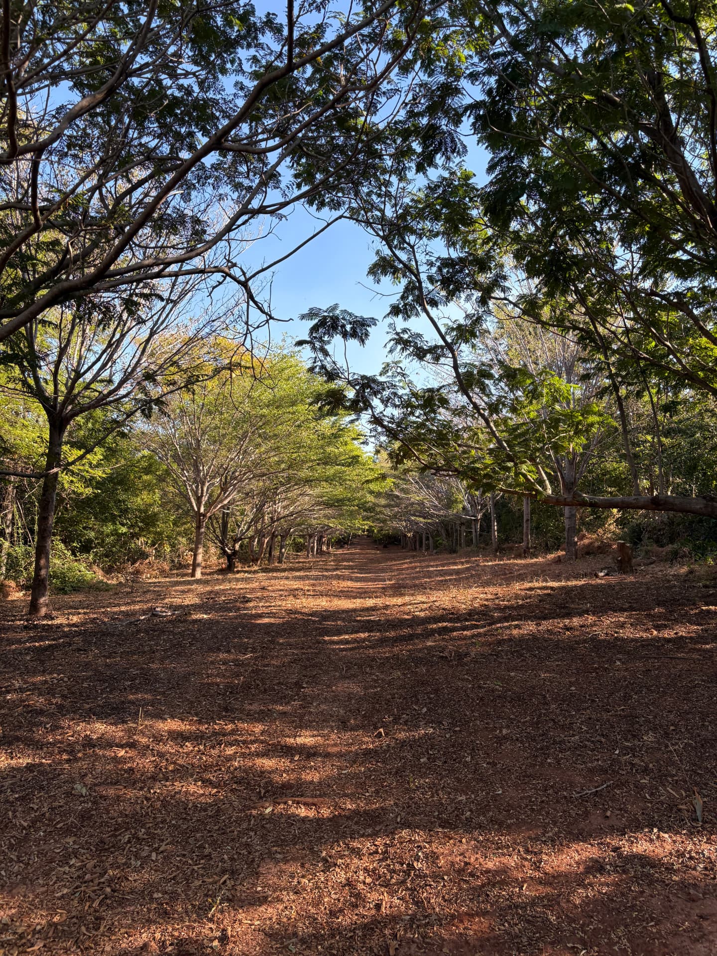 Allée de la forêt primaire
