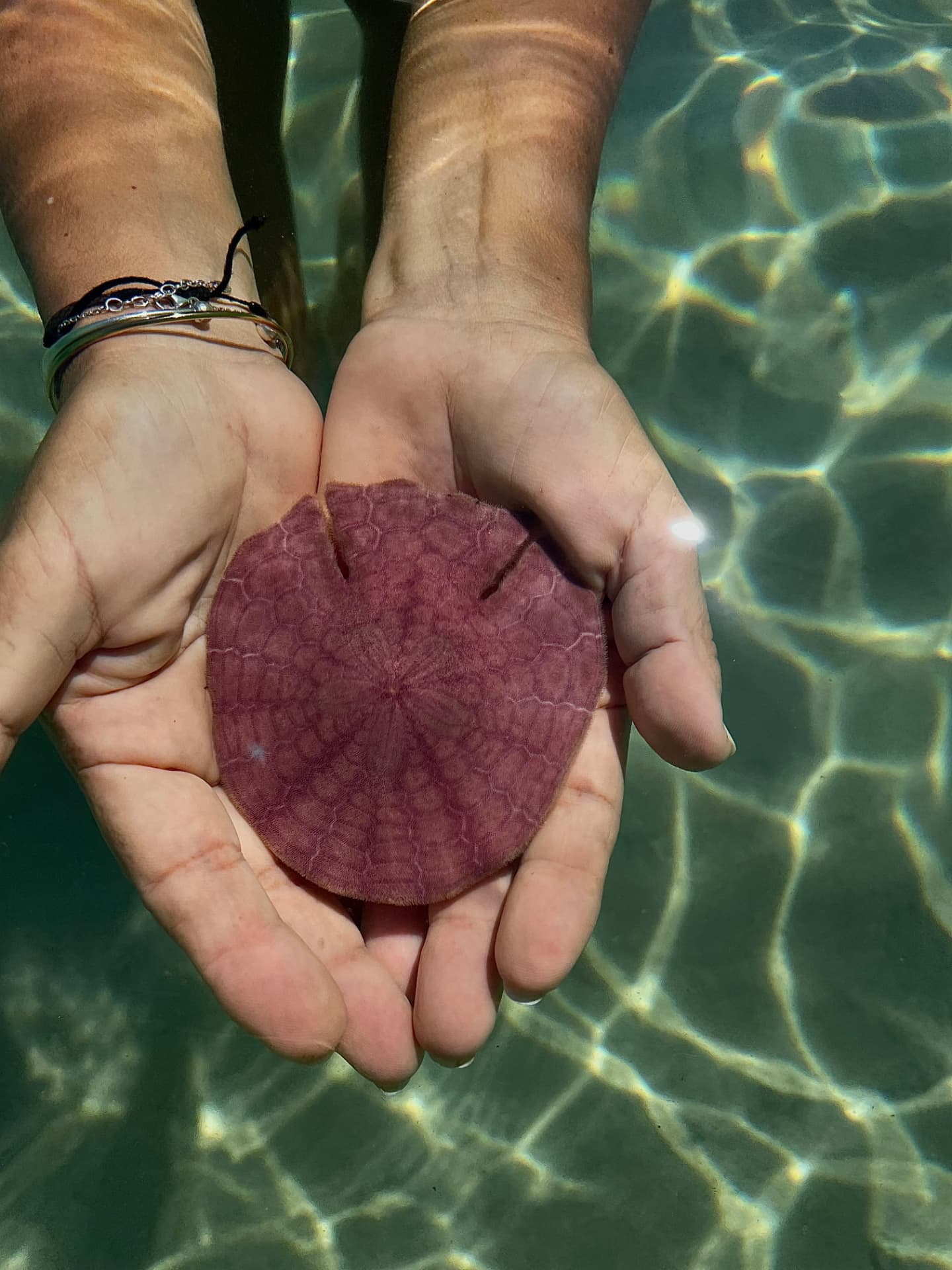 Oursin plat rose dans les mains
